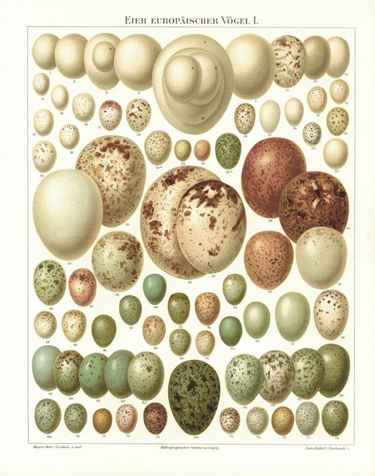 Eier europäischer Vögel I. Lithografie von 1907