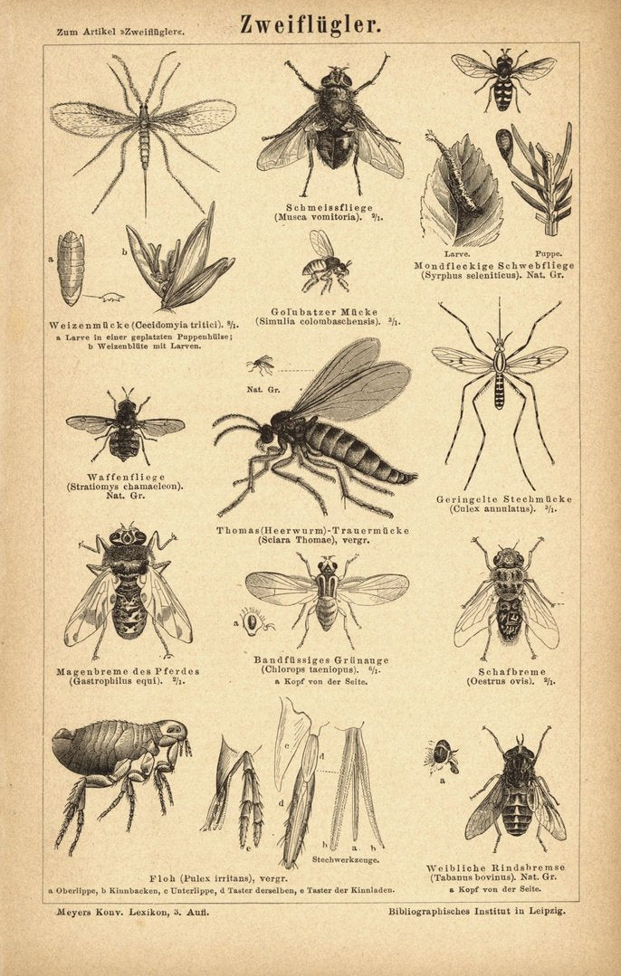 Zweiflügler, Insekten. Buchillustration (Stich) von 1878