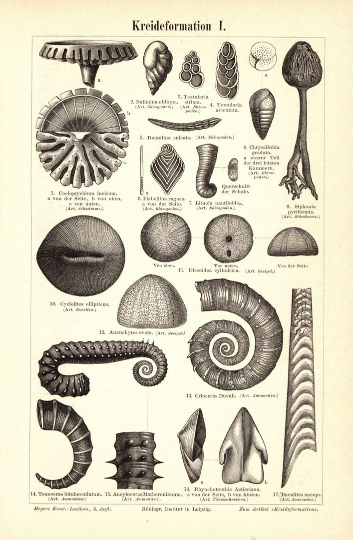 Kreideformation. Buchillustration (Stich) von 1896