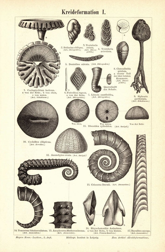 Kreideformation. Buchillustration (Stich) von 1896