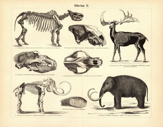 Diluvium. Buchillustration (Stich) von 1895
