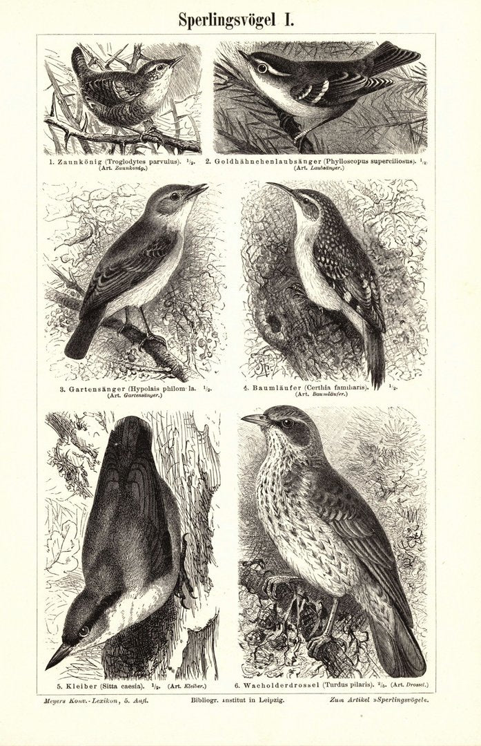 Sperlingsvögel I-II. Buchillustration (Stich) von 1897