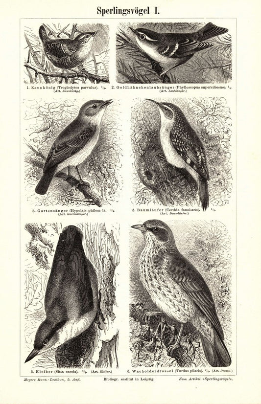 Sperlingsvögel I-II. Buchillustration (Stich) von 1897
