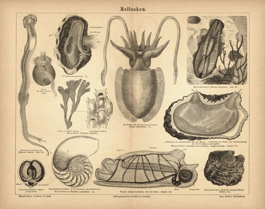 Mollusken. Buchillustration (Stich) von 1877
