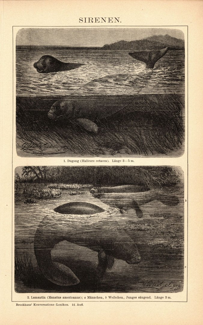 Sirenen, Seekühe. Buchillustration (Stich) von 1897