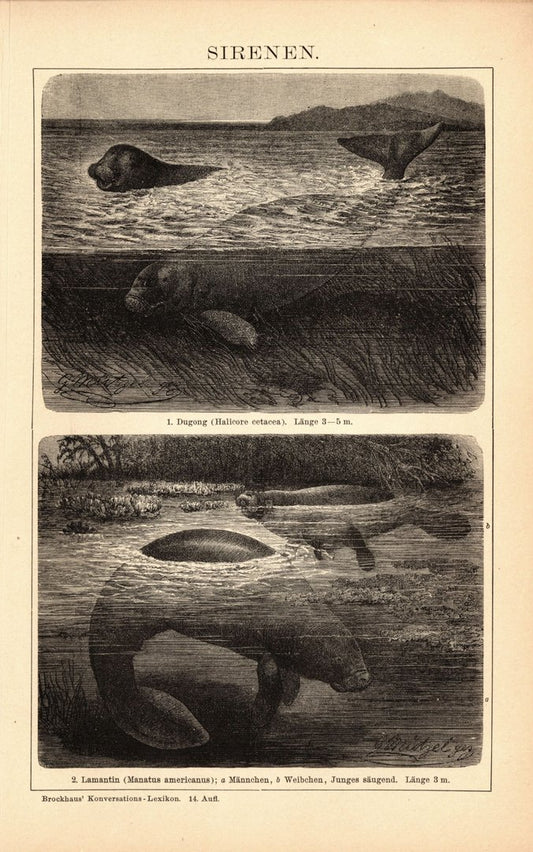 Sirenen, Seekühe. Buchillustration (Stich) von 1897