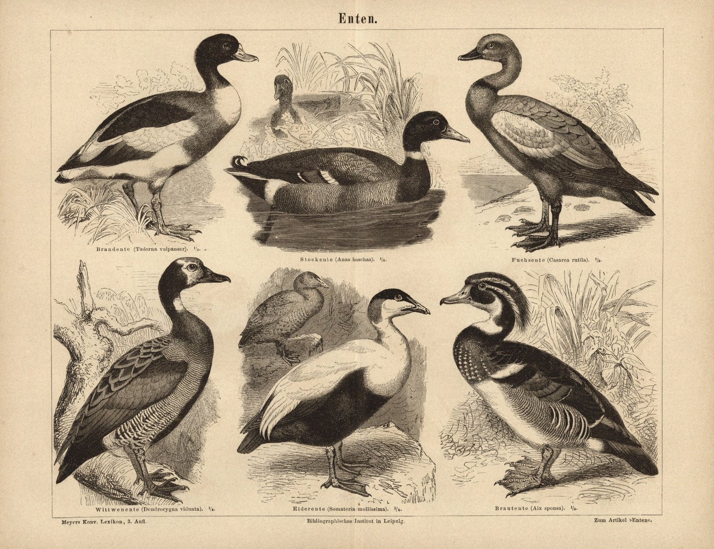 Enten. Buchillustration (Stich) von 1875