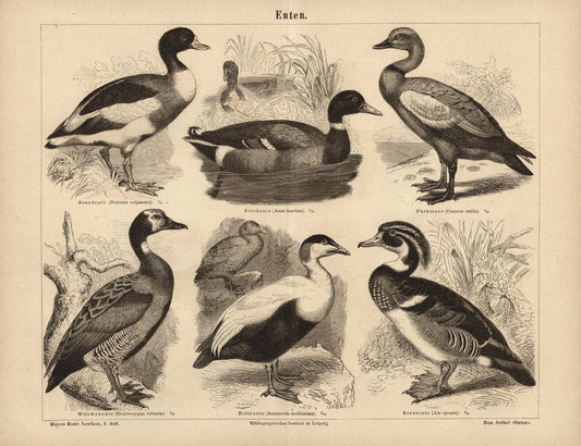 Enten. Buchillustration (Stich) von 1875