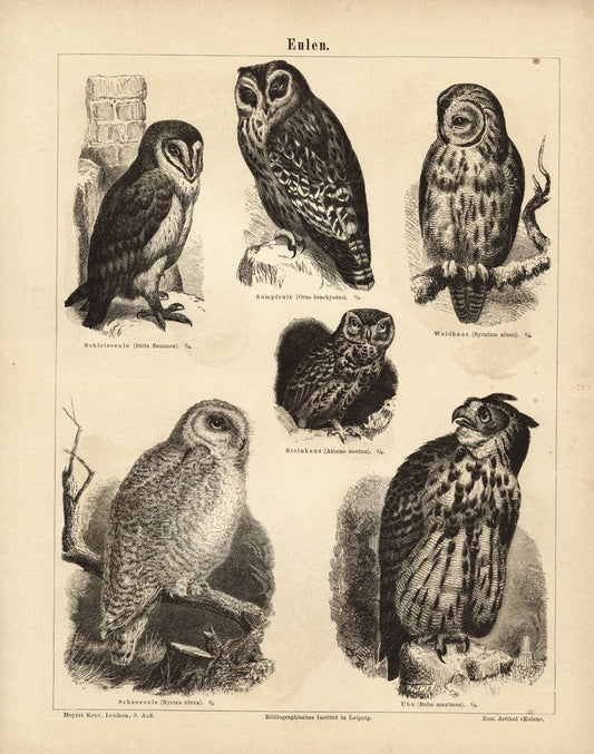 Eulen. Buchillustration (Stich) von 1874