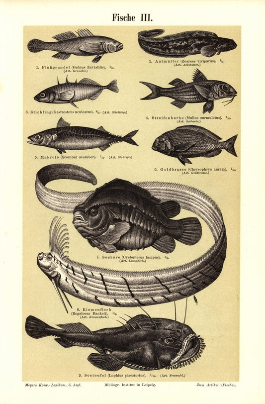 Fische III-IV. Buchillustration (Stich) von 1895