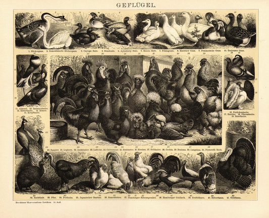 Geflügel. Buchillustration (Stich) von 1897