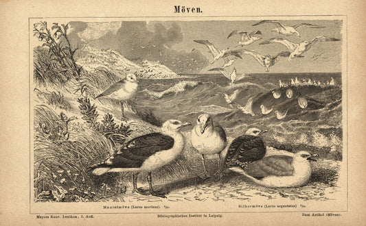 Möwen. Buchillustration (Stich) von 1877