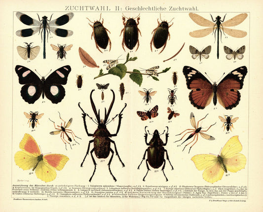 Geschlechtliche Zuchtwahl, Schmetterlinge, Insekten. Lithografie von 1920