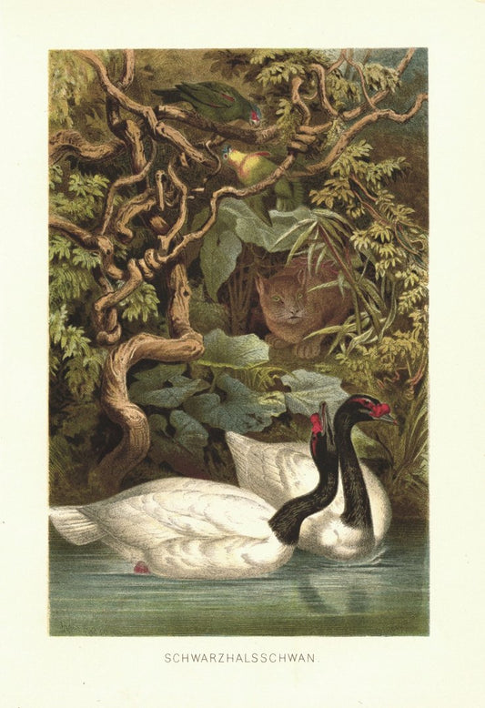 Schwarzhalsschwan. Lithografie von 1890
