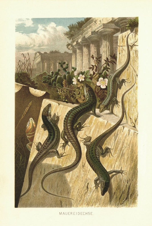 Mauereidechse. Lithografie von 1890