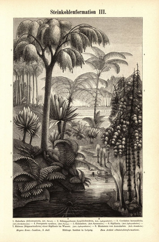 Steinkohleformation III-IV. Buchillustration (Stich) von 1897