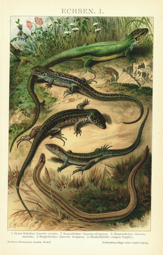 Echsen. Lithographie von 1894