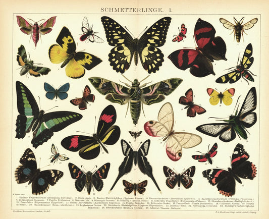 Schmetterlinge I. Lithographie von 1895