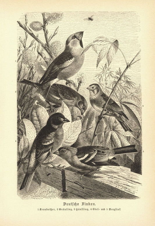 Deutsche Finken. Buchillustration (Holzschnitt) von 1890