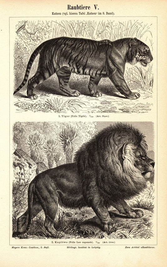 Raubtiere, Löwe, Tiger, Hyäne, Luchs. Buchillustration (Stich) von 1897