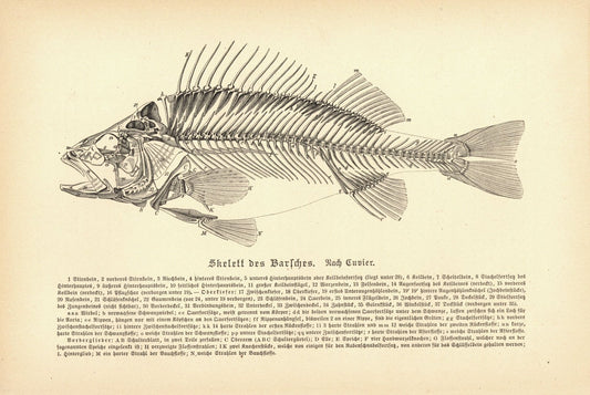 Skelett des Barsches, Fisch. Buchillustration von 1890