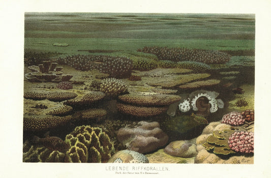 Lebende Riffkorallen. Lithographie von 1886