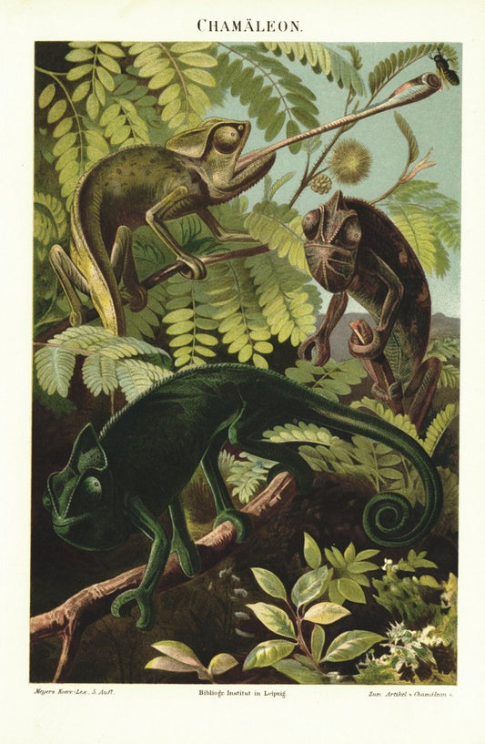 Chamäleon. Lithografie von 1893