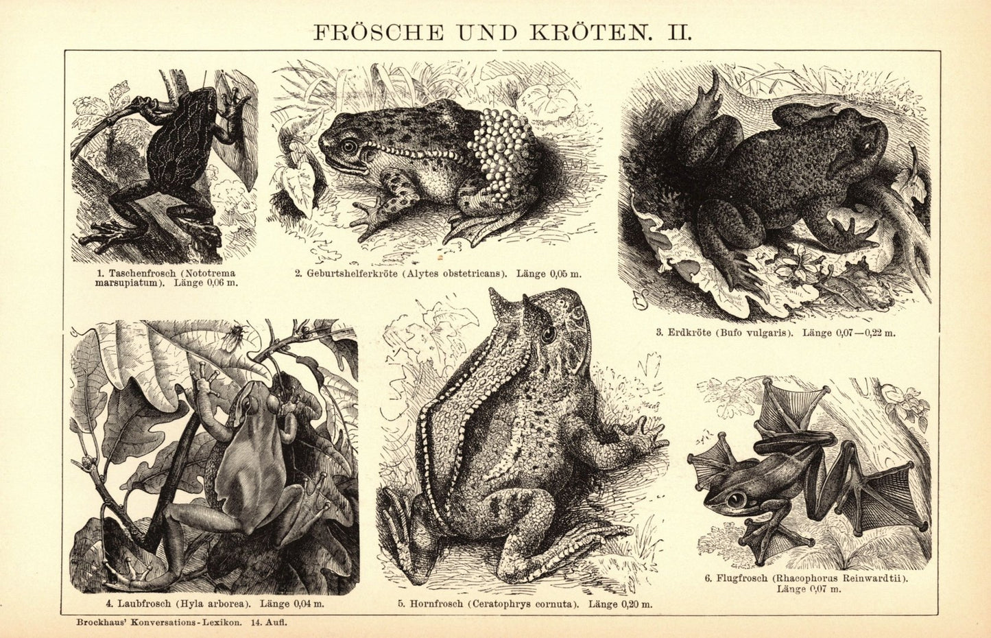 Frösche und Kröten. Buchillustration (Stich) von 1897