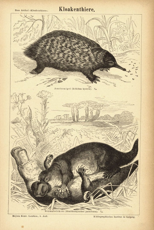 Kloakentiere, Schnabeltier, Ameisenigel. Buchillustration (Stich) von 1876