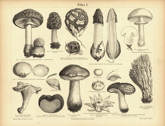 Pilze I. Buchillustration (Stich) von 1877