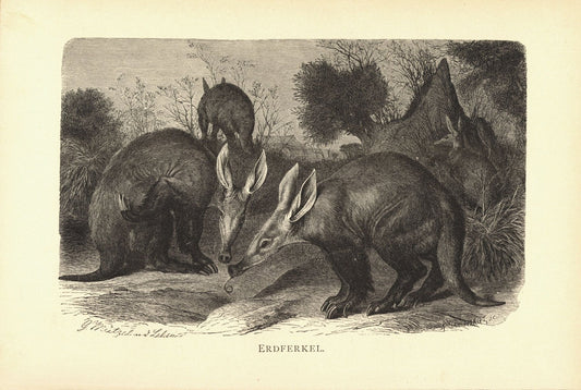 Erdferkel. Buchillustration von 1890