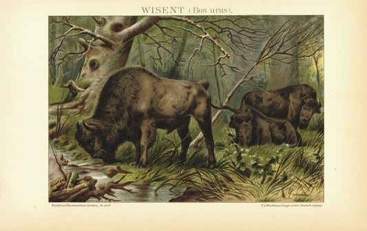 Wisent. Lithographie von 1894