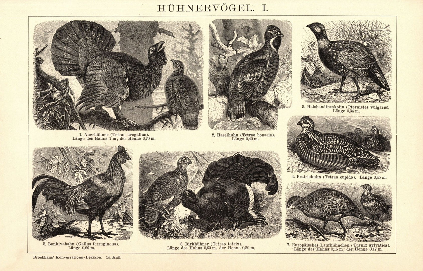 Hühnervögel. Buchillustration (Stich) von 1897