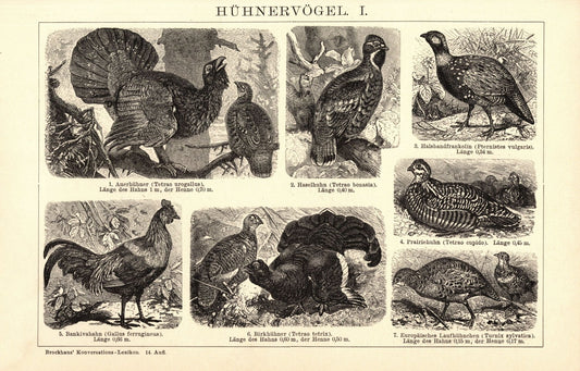 Hühnervögel. Buchillustration (Stich) von 1897