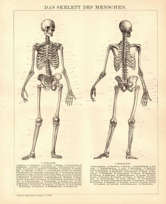 Das Skelett des Menschen. Buchillustration (Stich) von 1897