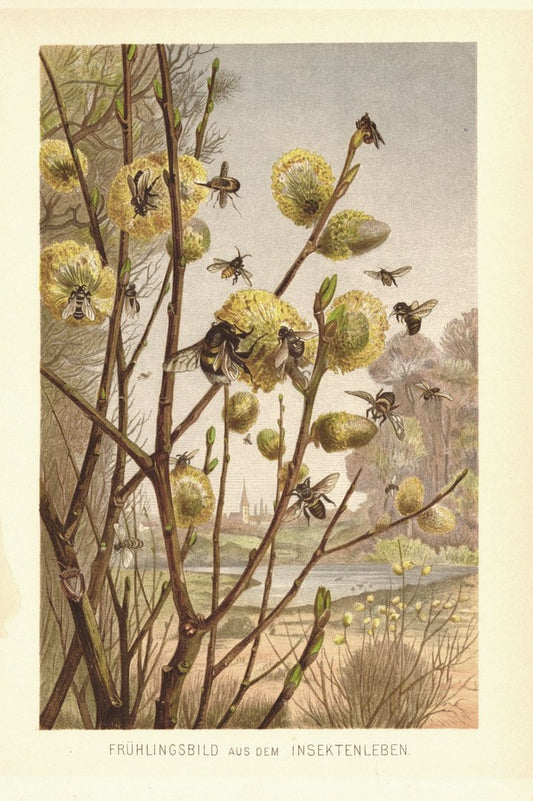 Frühlingsbild aus dem Insektenleben. Lithografie von 1890