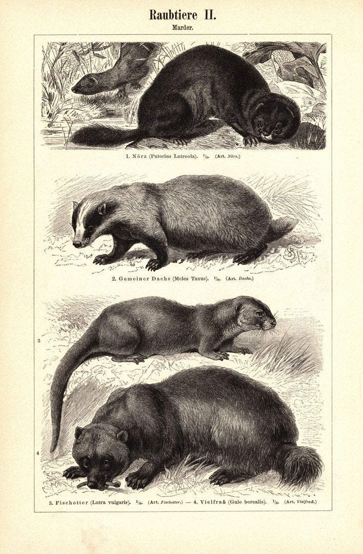 Raubtiere, Marder. Buchillustration (Stich) von 1897
