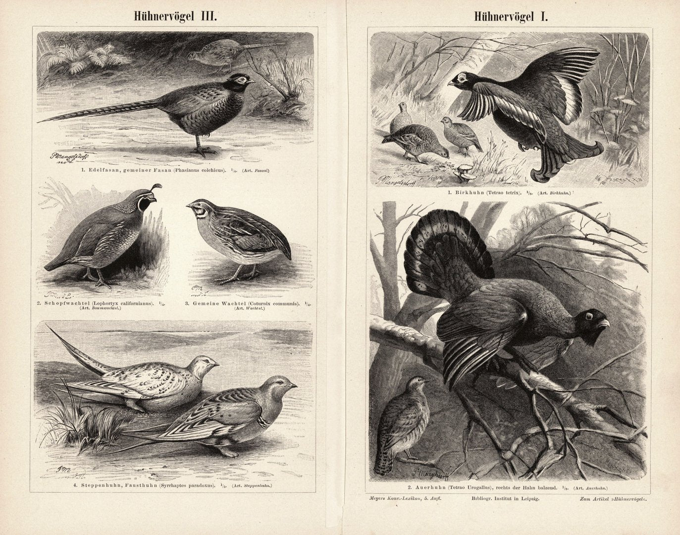 Hühnervögel. Buchillustration (Stich) von 1896
