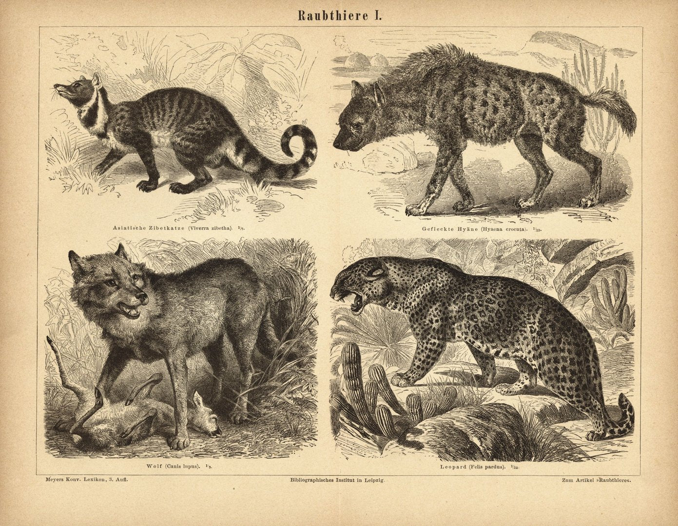Raubtiere I. Buchillustration (Stich) von 1878