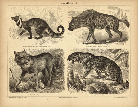 Raubtiere I. Buchillustration (Stich) von 1878