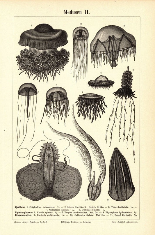 Medusen. Buchillustration (Stich) von 1897