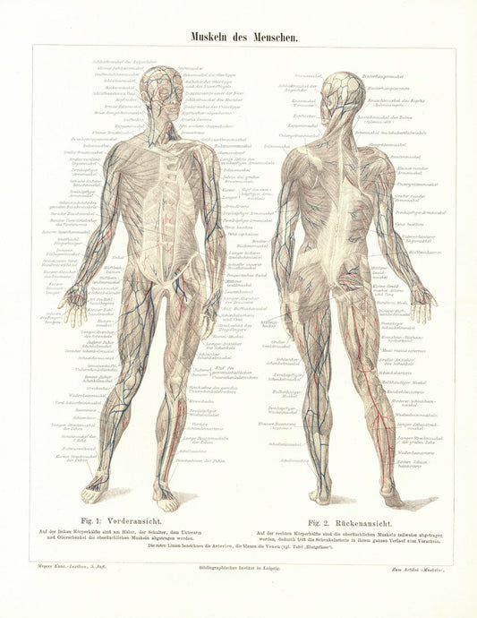 Muskeln des Menschen. Lithografie von 1896