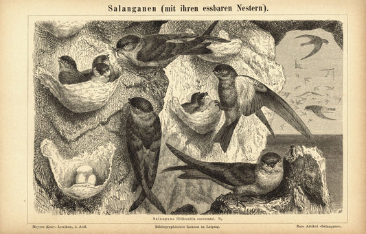 Salangen. Buchillustration (Stich) von 1878