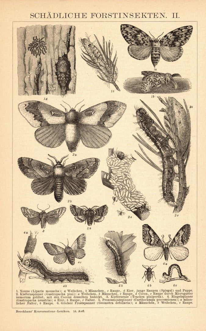 Schädliche Forstinsekten. Buchillustration (Stich) von 1897