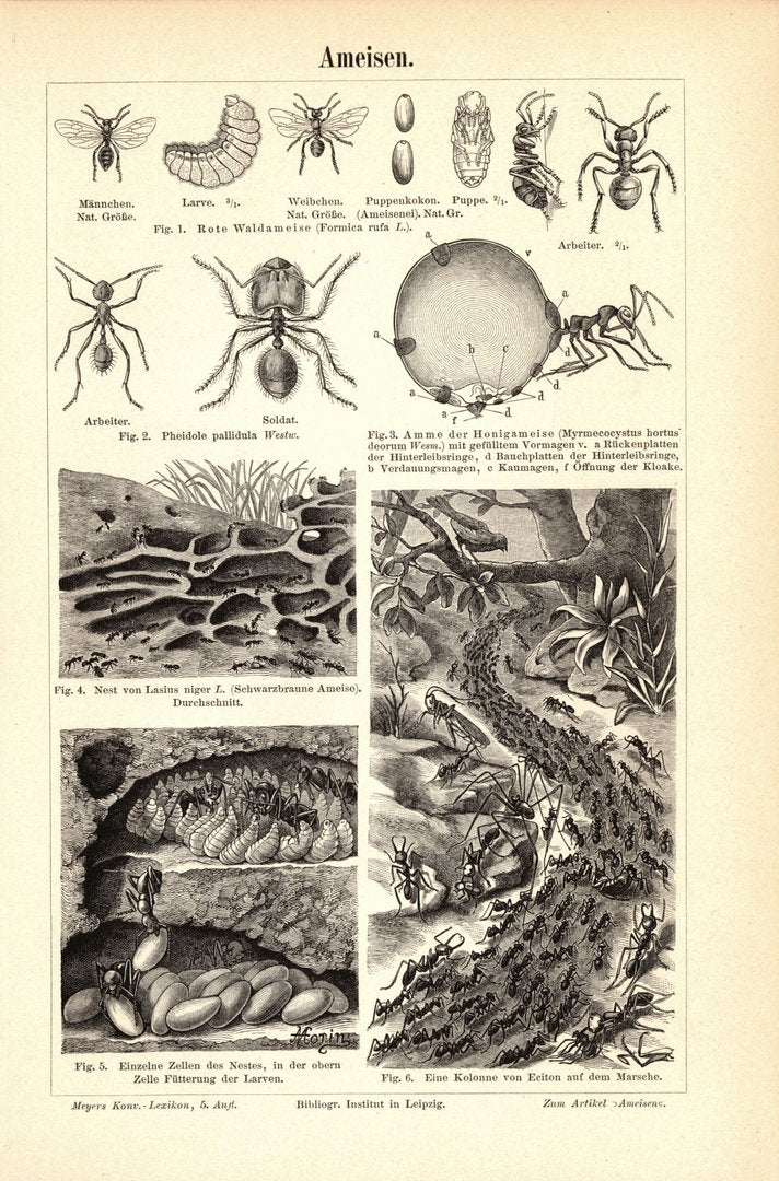 Ameisen. Buchillustration (Stich) von 1893