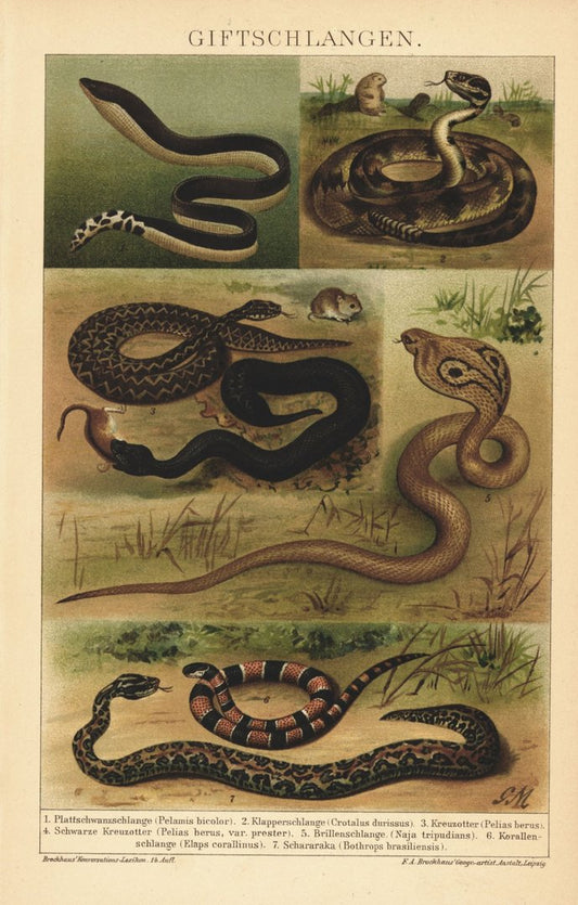 Giftschlangen. Lithographie von 1894