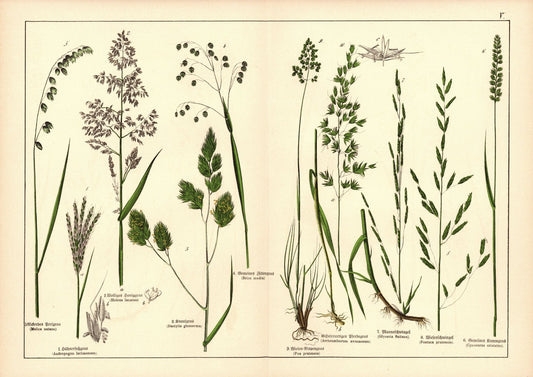 Pflanzen, Triandria Digynia, z.B. Rispengras. Farblithografie von 1887. Tafel 5