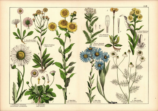 Pflanzen,  z.B. Schafgarbe. Farblithografie von 1887. Tafel 43