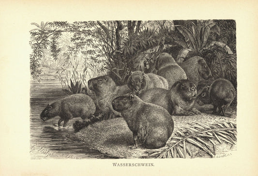 Wasserschwein. Buchillustration von 1890