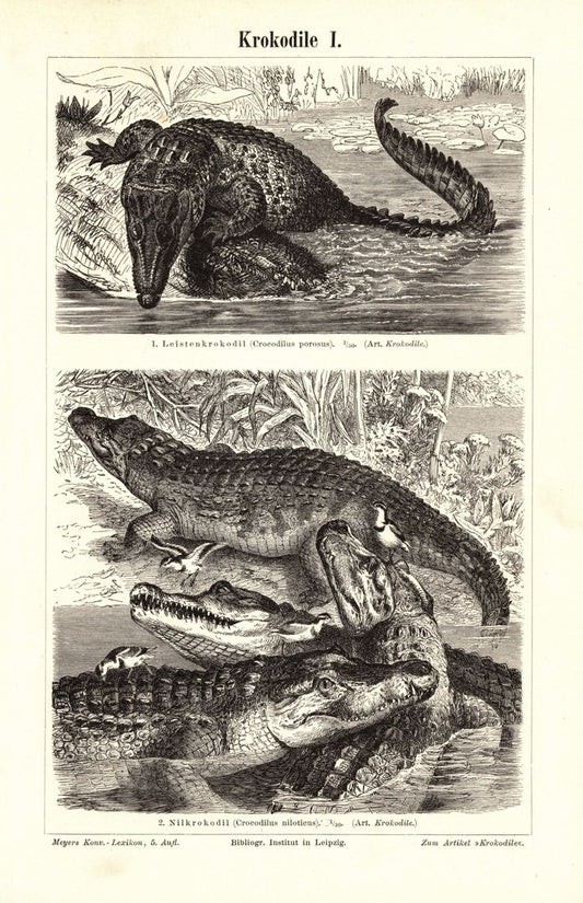 Krokodile. Buchillustration (Stich) von 1896
